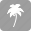 beach, coconut, palm, summer, tree, trees, tropical 