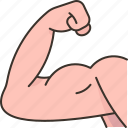 bicep, muscle, strong, healthy, exercise