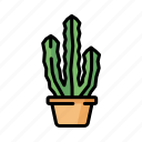 cactus, green, plant, nature, desert