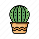 cactus, garden, plant, nature, desert