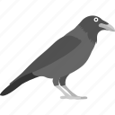 corvus bird, crow, halloween crow, halloween raven, jackdaw