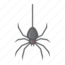 bug, danger, fear, halloween, holiday, scary, spider