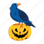 halloween crow, halloween bird, scary crow, halloween pumpkin, halloween squash 