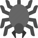 insect, wildfile, halloween, spider, animal