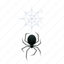 spider, halloween, web, black widow