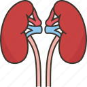 kidney, renal, urinary, organ, body