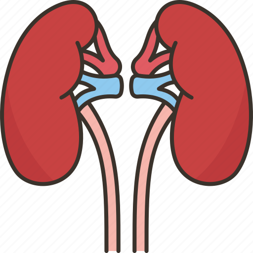 Kidney, renal, urinary, organ, body icon - Download on Iconfinder