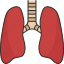 lungs, bronchial, respiratory, pulmonology, anatomy 