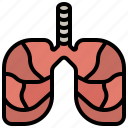 anatomy, breath, healthcare, lung, lungs, medical, organ