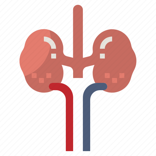 Anatomy, healthcare, kidneys, medical, organ, urologist, urology icon - Download on Iconfinder