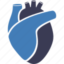 cardiology, cardio, cardiovascular, health, healthcare, organ, human, anatomy