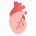 body part, medical, cardiology, heart, organ