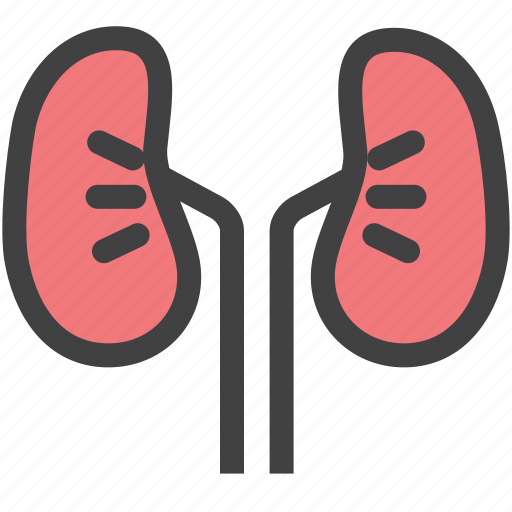 Body, kidney, organ, transplatation icon - Download on Iconfinder