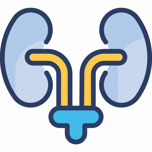 Anatomy, bladder, kidney, kidneys, nephrology, ureters, urology icon - Download on Iconfinder