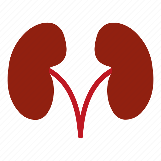Kidney, anatomy, medicine, organ, medical icon - Download on Iconfinder
