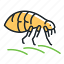 flea, insect, beetle, parasite