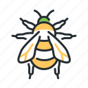bumblebee, beetle, insect, wings