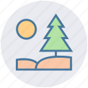 conifer tree, fir tree, forest, pine tree, tree, yard tree