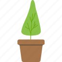 houseplant, fcv, plant, nature, summer, floral, leaf