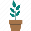 houseplant, plant, nature, summer, floral, leaf