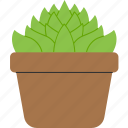 houseplant, fcv, plant, nature, summer, floral, leaf