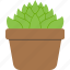houseplant, fcv, plant, nature, summer, floral, leaf 
