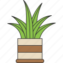 houseplant, lfcv, plant, nature, summer, floral, leaf