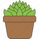 houseplant, lfcv, plant, nature, summer, floral, leaf