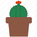 cactus, eco, environment, green, nature, plant