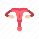 - ovary, uterus, gynecology, medical, organ, vagina, reproductive, cervix