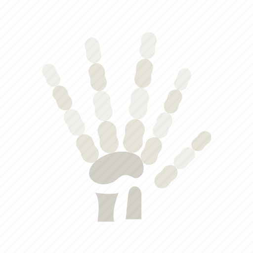- hand skeleton, anatomy, osteology, appendage, bony structure, skeletal system, human hand icon - Download on Iconfinder