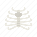 - ribcage, poison, skeleton, thorax, torso, mouth, muscle, skull