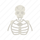 - human skeleton, skeleton, bones, bone, medical, anatomy, healthcare, human