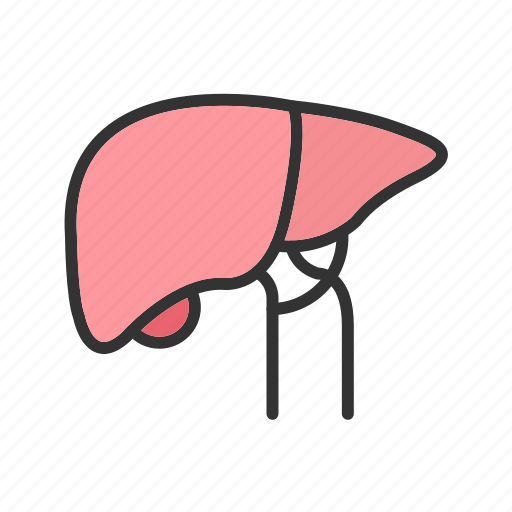 - liver, organ, medical, health, anatomy, human, healthcare icon - Download on Iconfinder