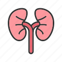- kidneys, organ, anatomy, medical, human, body, health, renal