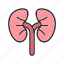 - kidneys, organ, anatomy, medical, human, body, health, renal 