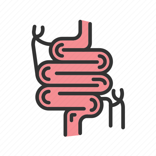 - small intestine, intestine, organ, anatomy, digestion, human, body-organ icon - Download on Iconfinder