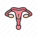 - ovary, uterus, gynecology, medical, organ, vagina, reproductive, cervix