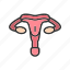 - ovary, uterus, gynecology, medical, organ, vagina, reproductive, cervix 