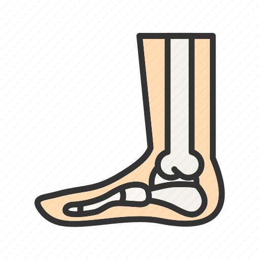 - foot skeleton, skeleton, bone, foot bone, human foot bone icon - Download on Iconfinder