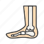 - foot skeleton, skeleton, bone, foot bone, human foot bone 