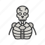 - human skeleton, skeleton, bones, bone, medical, anatomy, healthcare, human 