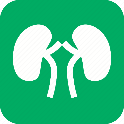 Kidney, anatomy, body, health, human, organ, part icon - Download on Iconfinder