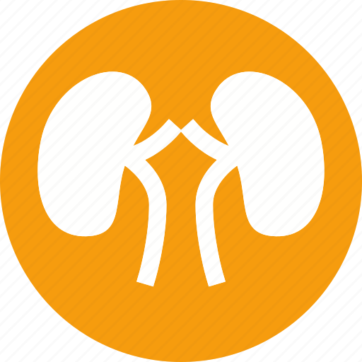 Kidney, anatomy, body, human, organ, part, renal icon - Download on Iconfinder