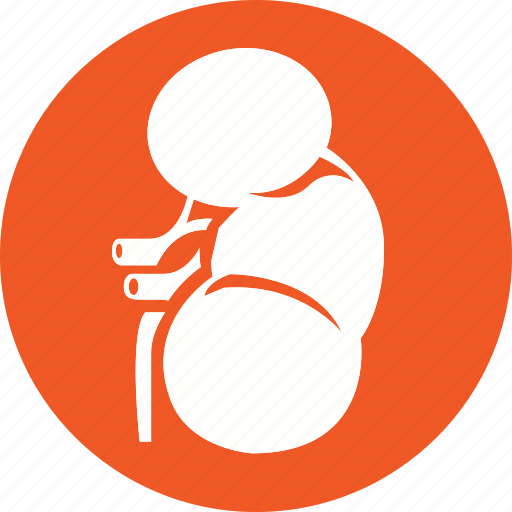 Leaver, liver, anatomy, body, human, organ, part icon - Download on Iconfinder