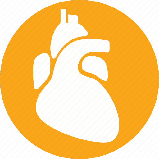 Heart, anatomy, body, health, healthcare, human, organ icon - Download on Iconfinder