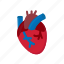 anatomy, blood, cardiology, heart, human 