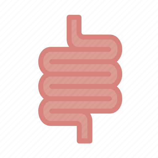 Abdomen, anatomy, digestive, intestine, stomach icon - Download on Iconfinder