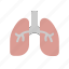 anatomy, breath, human, lungs, organ 