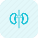 kidney, organ, renal